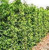 Thuja occidentalis 'Brabant' Heckenelement